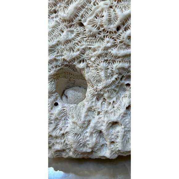 White Maze Sea Coral Surf Tumble Fossil Ocean Decor Display Costal Beach - Picture 4 of 5